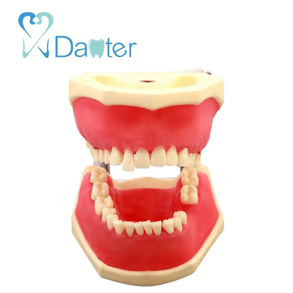 2018 New Promotion Dental Periodontal Practice Model  for Dental Clinic and Lab