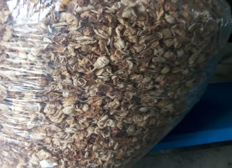 Nutrients Dried Enokitake/ Enoki / Golden Needle Mushroom