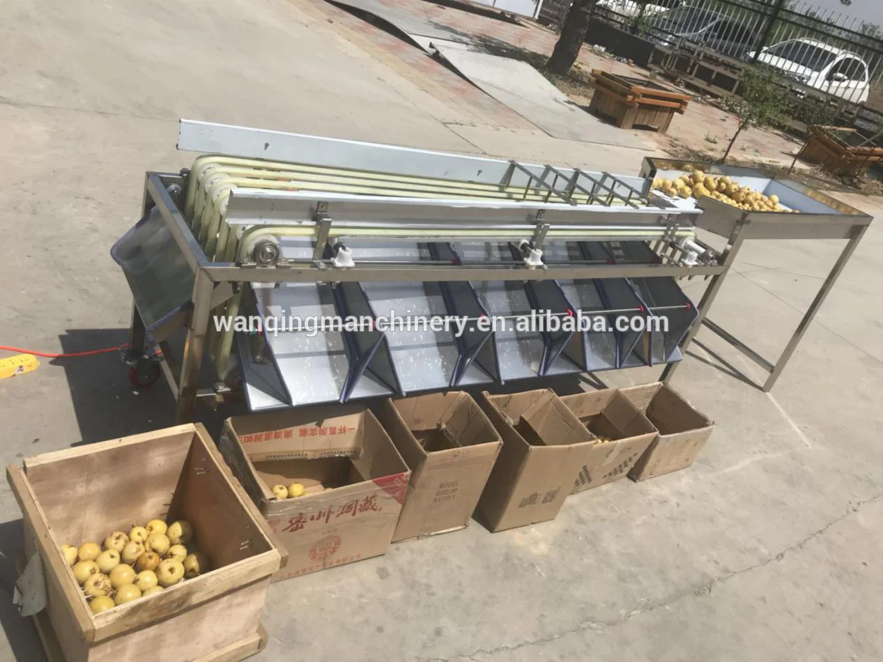 
Automatic dates sorting machine auto medjool date size grading equipment favorite price on sale 