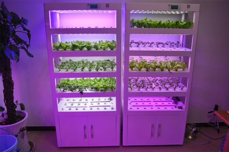 
Hydroponic Tomatoes Complete Grow Indoor Systems Cabinet Green House Commercial Hydroponic Equipment for Leaf Plants 