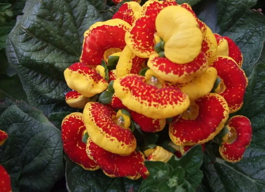 Гибридные F1 калцеолария семена цветов для посадки