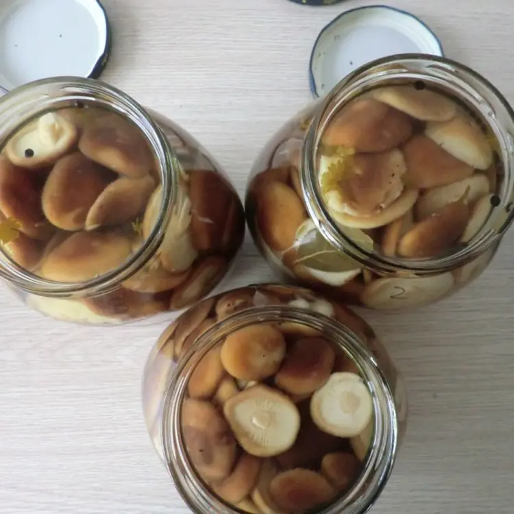 China canned shiitake mushroom marinated in brine with low price of good quality