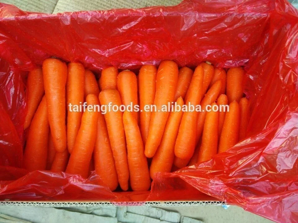 2021 CROP fresh carrot