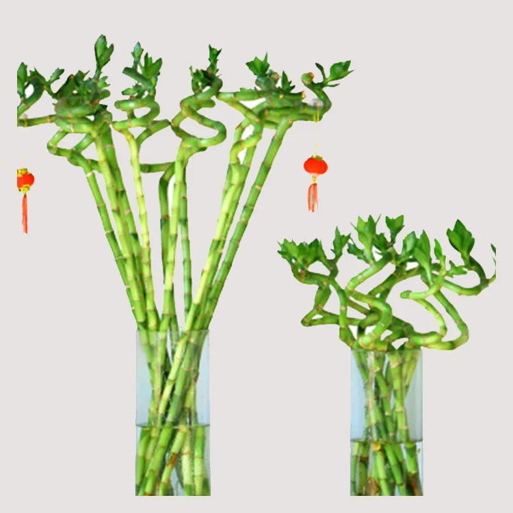 
lucky bamboo spiral natural indoor live plants bonsai tree dracaena sanderiana 
