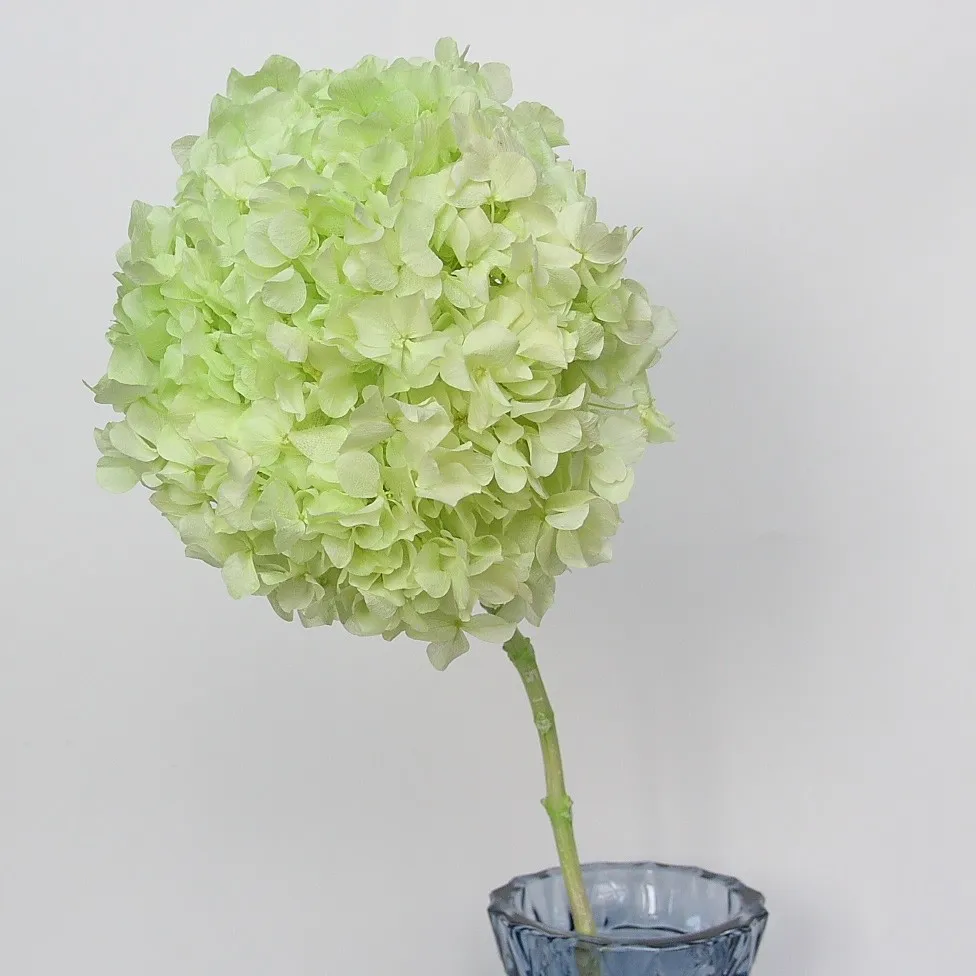 China factory supply Wholesale white and pink Hydrangea Flowers Real Touch Hydrangea hydrangea flower