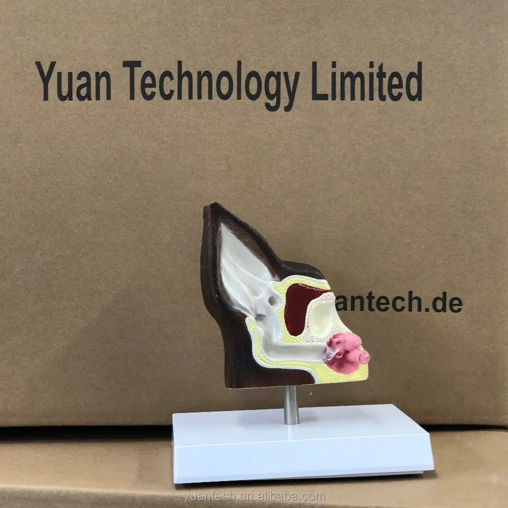 Enlarged Dog Ear 3D Structure Anatomical Model