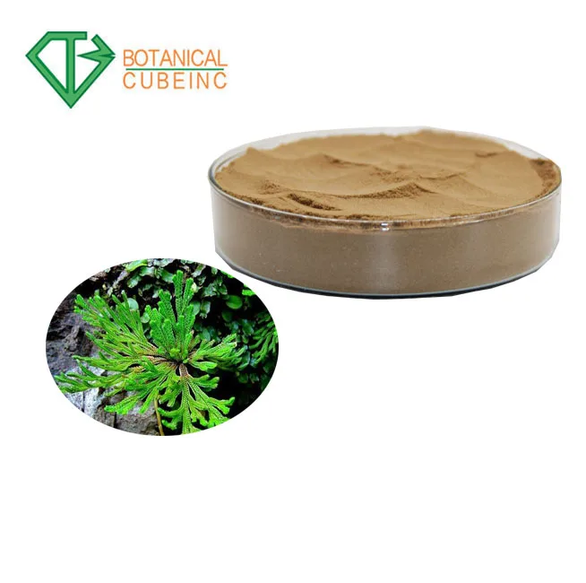100% Pure Selaginella tamariscina Extract for Amentoflavone powder