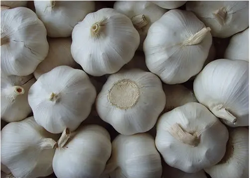 
Factory wholesale garlic essential oil used in hair treatment 