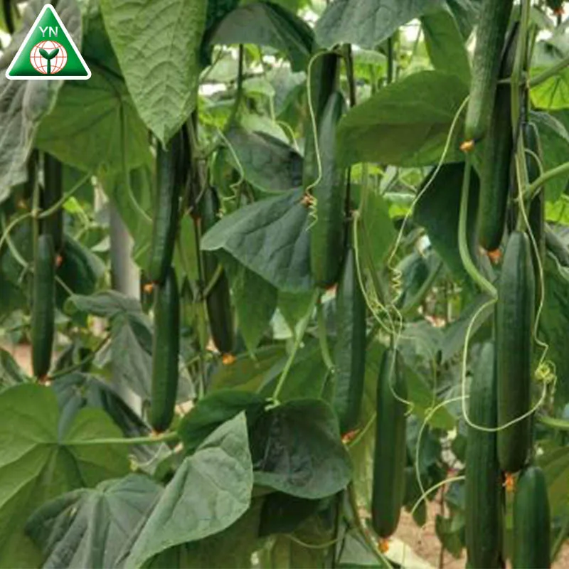 F1 гибридные гладкие партенокарпы, семена огурцов для теплицы MALOENE F1