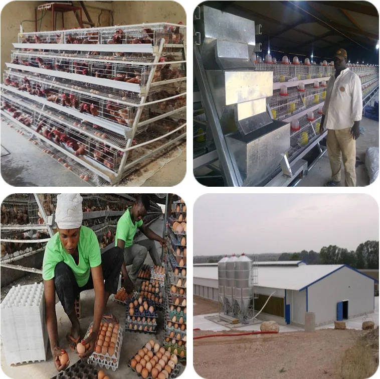 A type 4 tier chicken battery layer cages poultry feeder chain for poultry farm