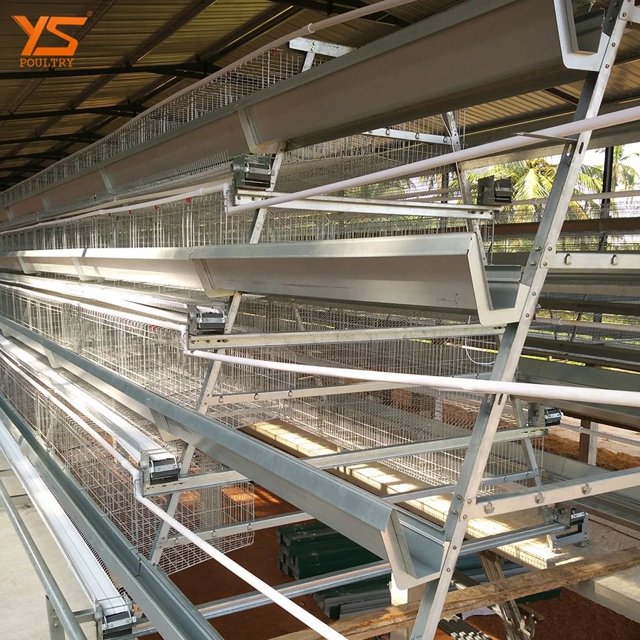 Battery Type A layer Egg Chicken Cage in Sri Lanka