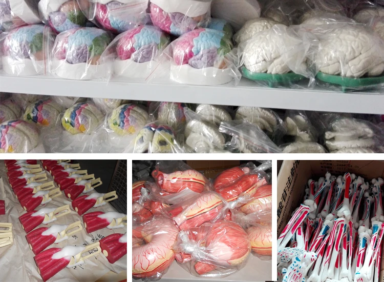 Best selling human enlarged heart model for medecal teaching