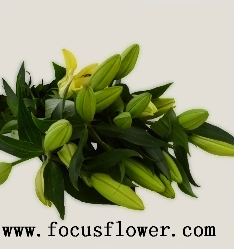Ambient natural flowers real touch calla lily fresh touch and touch flowers yellow king plant prize supplies