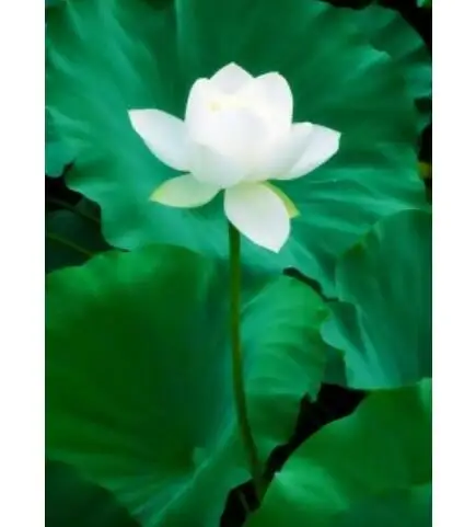
New collected fresh Nelumbo nucifera Rhizome Lotus roots for sale 