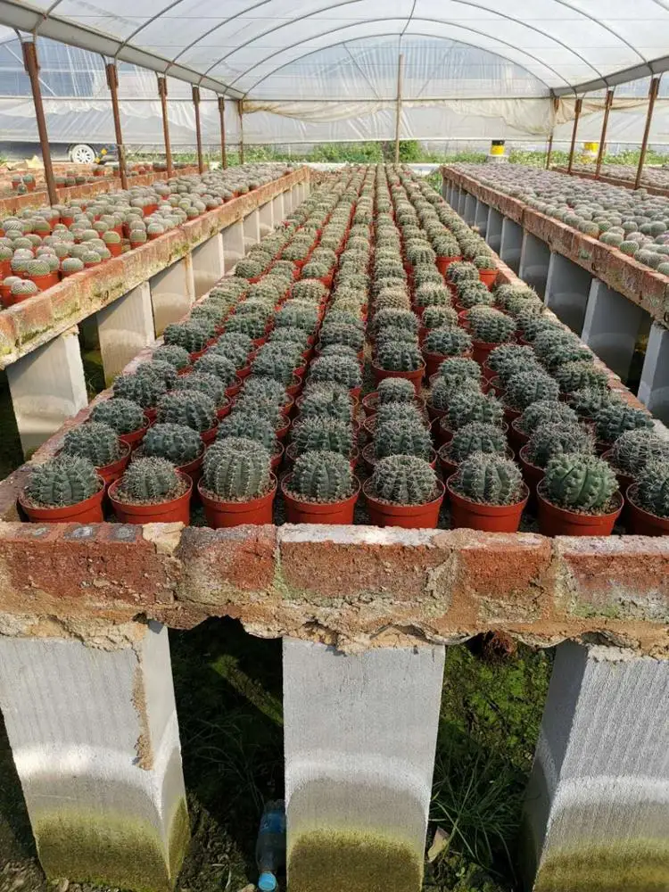  Маммиллярия удлинённая