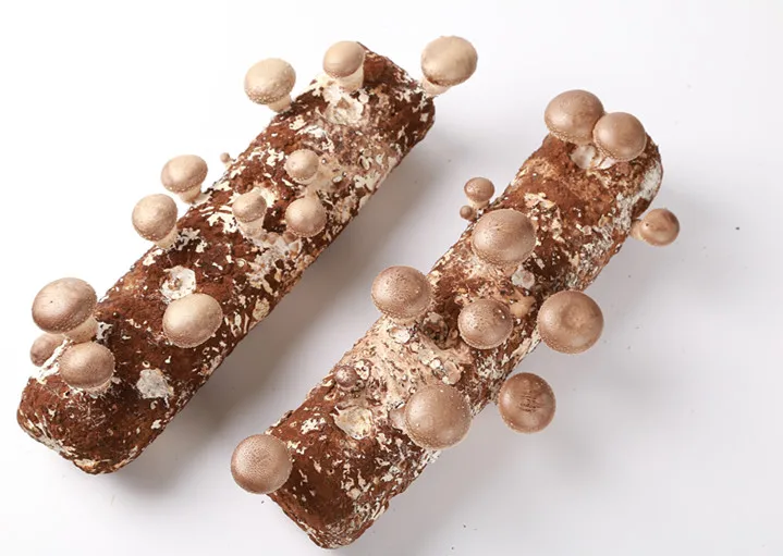 Органические пакеты для выращивания грибов Shiitake