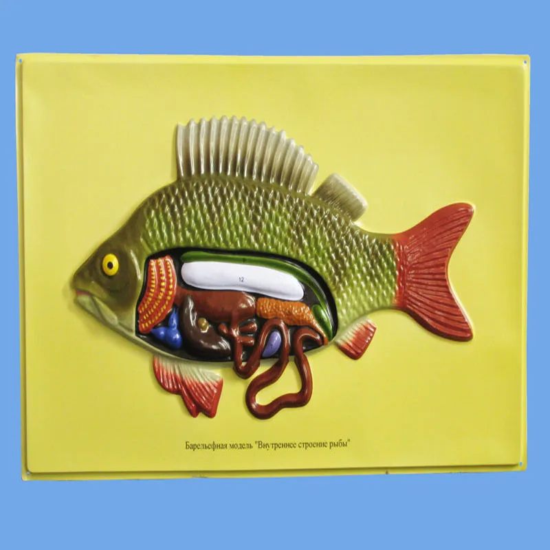 Биологические учебные пособия анатомический бас рельефная пластиковая модель внутренней структуры рыбы