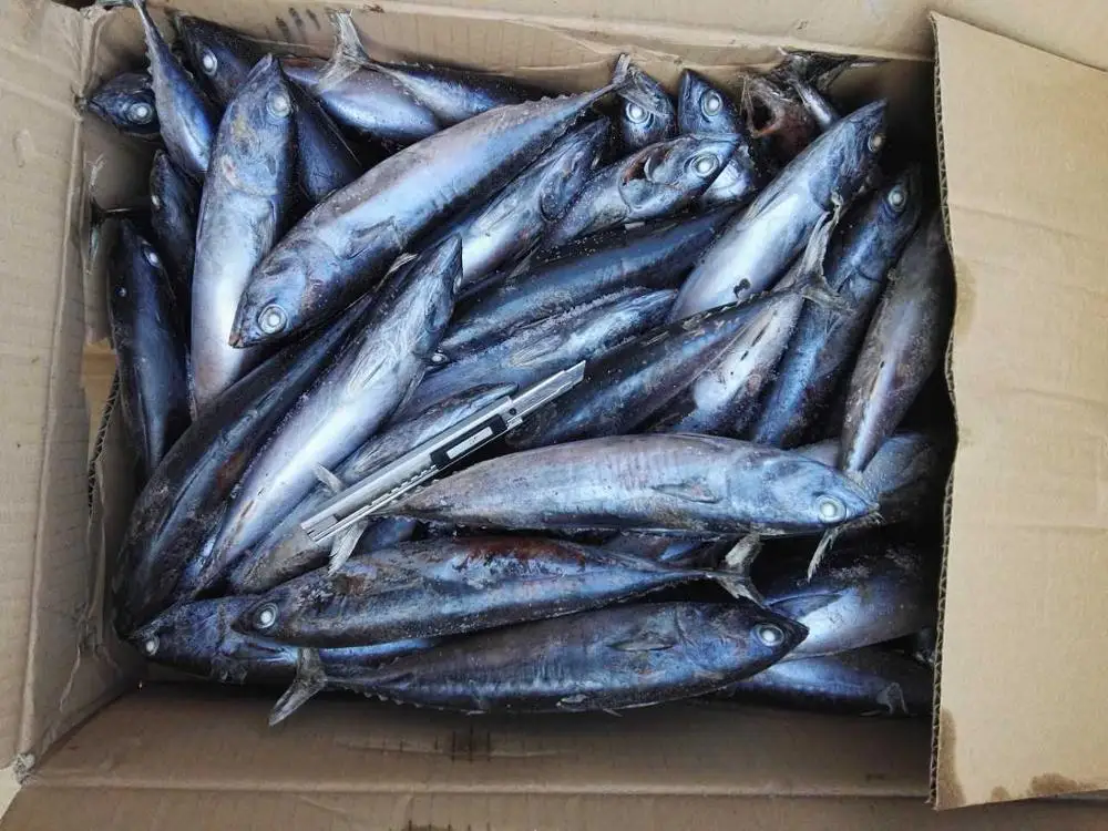 Sea Frozen bonito tuna whole round