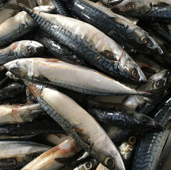 delicious canned mackerel in tomato sauce