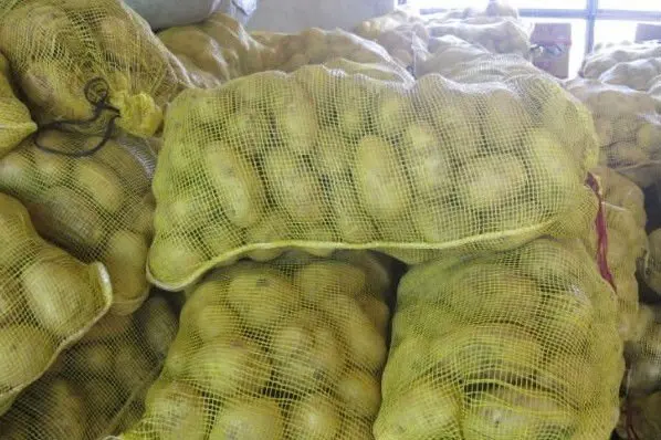 
fresh holland potato from China 