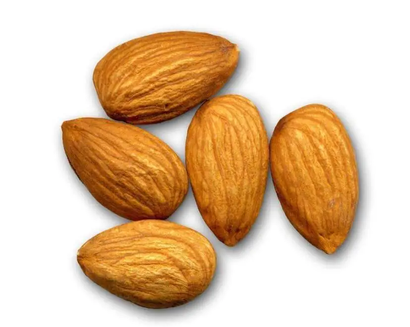 Edible raw natural kernels meat Dried Prunus armeniaca seeds for food