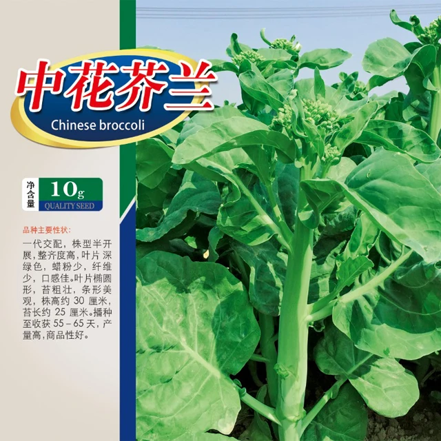 
F1 kale kailan Chinese Mustard cabbage kale seeds 