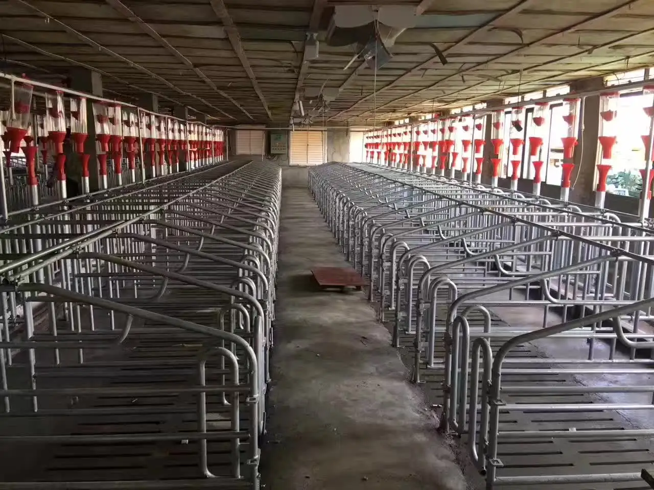 Pig Through Pig Automatic Feeder Feeding Troughs for Pigs