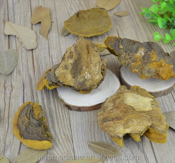 Желтый цвет натуральный уронус Ванин выращивание на популе давидианы