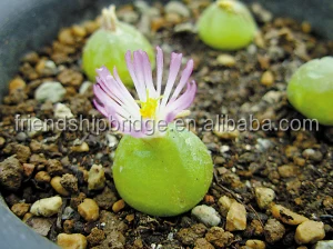 Mini size beautiful Conophytum burgeri succulent bonsai for sale