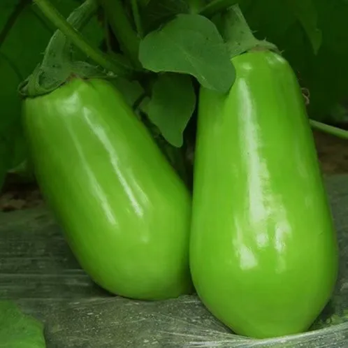 
2018 Precocious disease-resistant hybrid green eggplant seed selling 