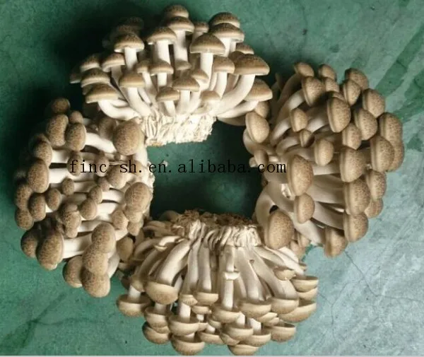 
Finc fresh shimeji white mushroom/ cultivated mushrooms 