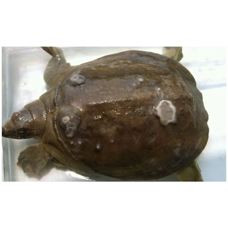 
Herbal Veterinary Medicine Fish or Prawn Medicine Treatment Leukopathia 