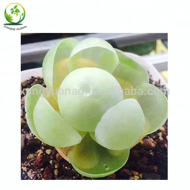 Live Succulent Greenovia diplocycla gigantea