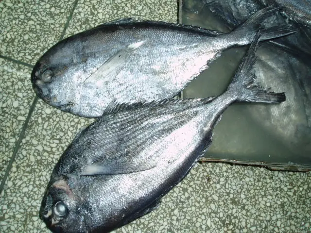 Frozen Brama brama fillet boneless (atlantic pomfret)