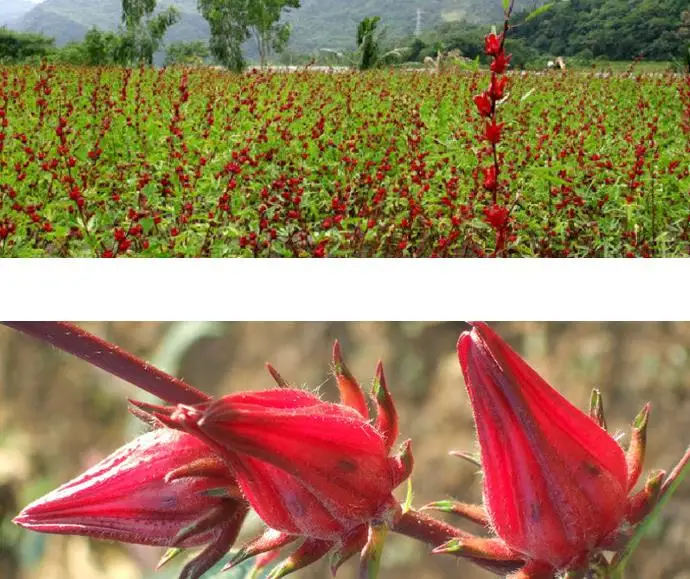 Premium quality bulk supply clean sifted Jamaica Sorrel flowers for  tea