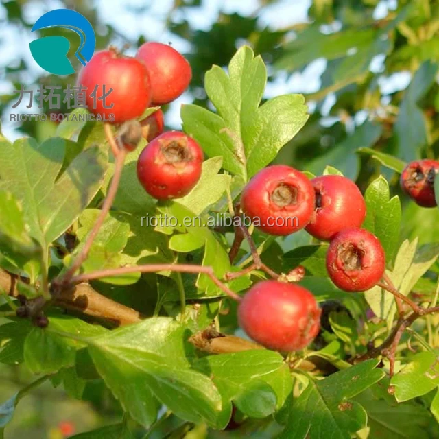 
Hot saling the Hawthorn berry extract /Hawthorn Extract /Hawthorn powder 