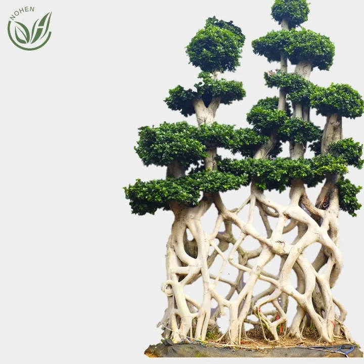  Оптовая продажа живое натуральное большое или растение фикус microcarpa бонсай для улицы внутреннего ландшафта оригинальное украшение детской