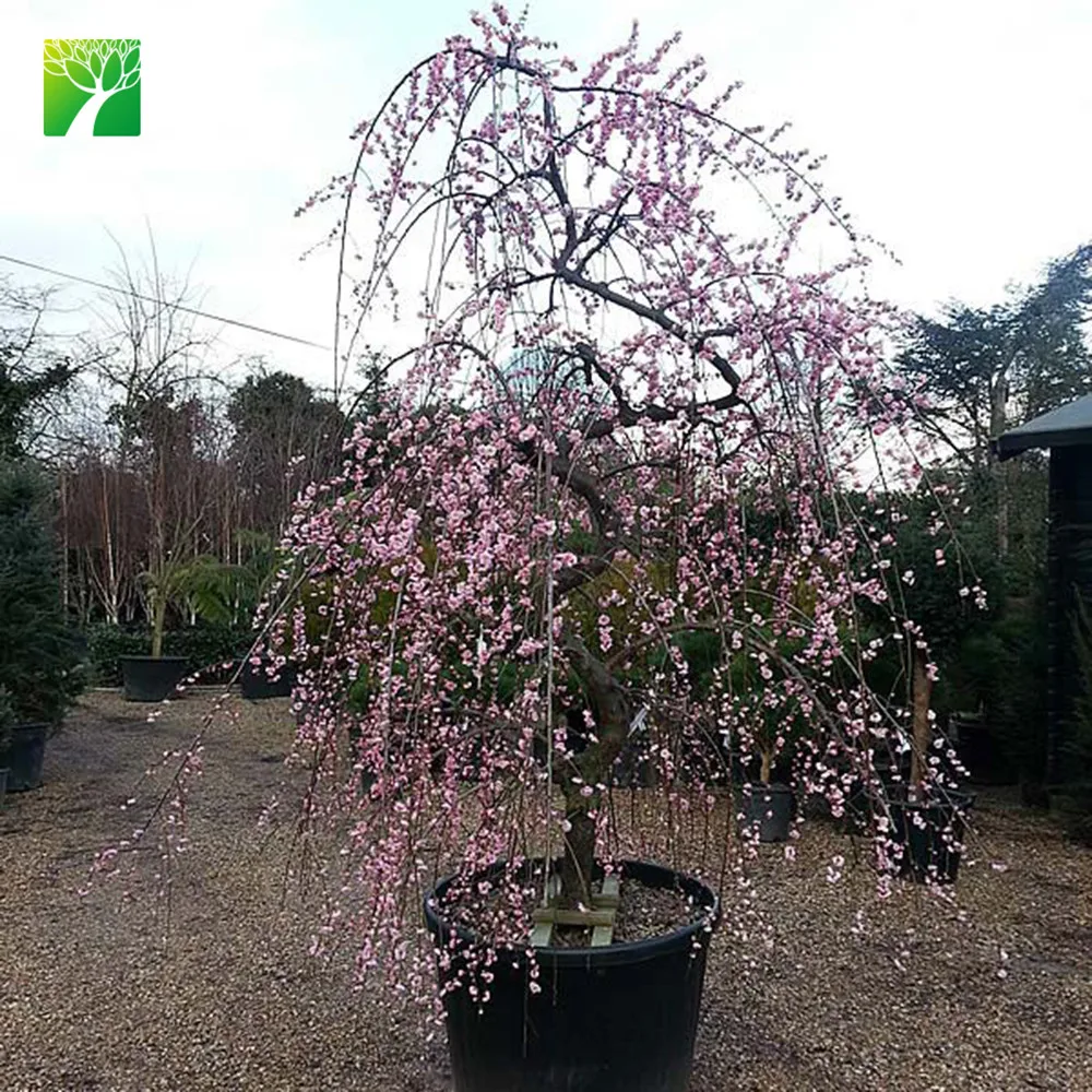 Горячая Распродажа, абрикосовое фруктовое дерево ansu, обыкновенное дерево