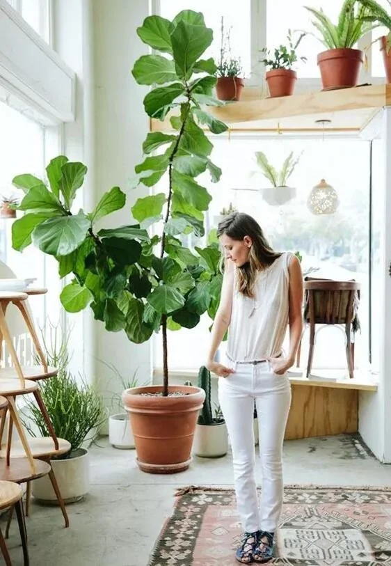 Natural Indoor Plant Ficus Pandurata Hance Office Home Decoration 140pot