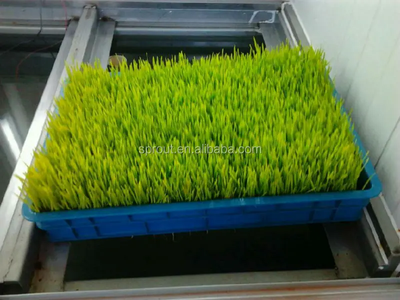 Гидропонная кормовая машина