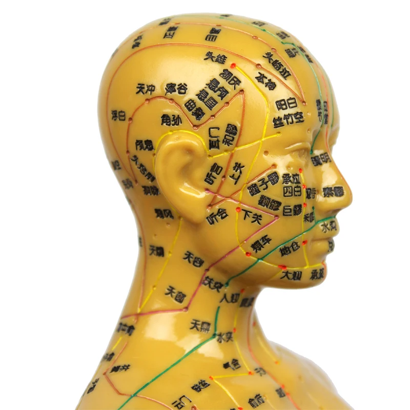 Chinese acupuncture model famale body for meridian and extraordinary points