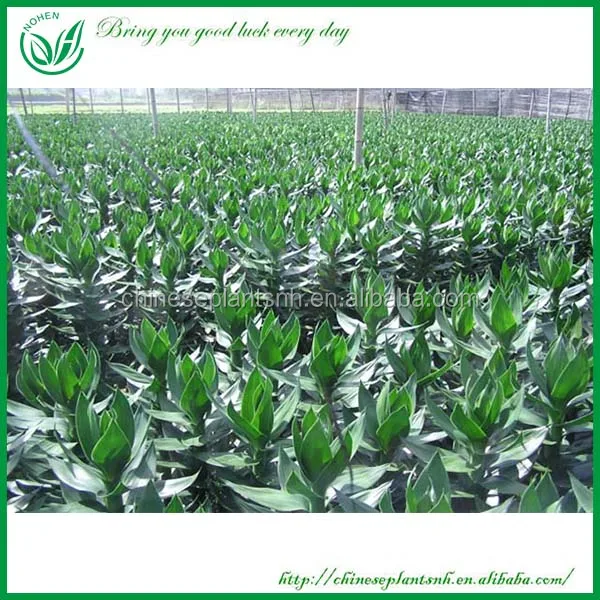 Dracaena lotus bamboo plants for sale