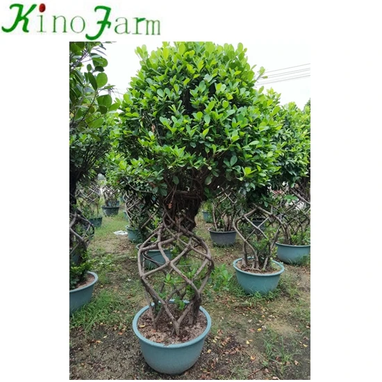 Фикус Кейдж фикус микрокарпа