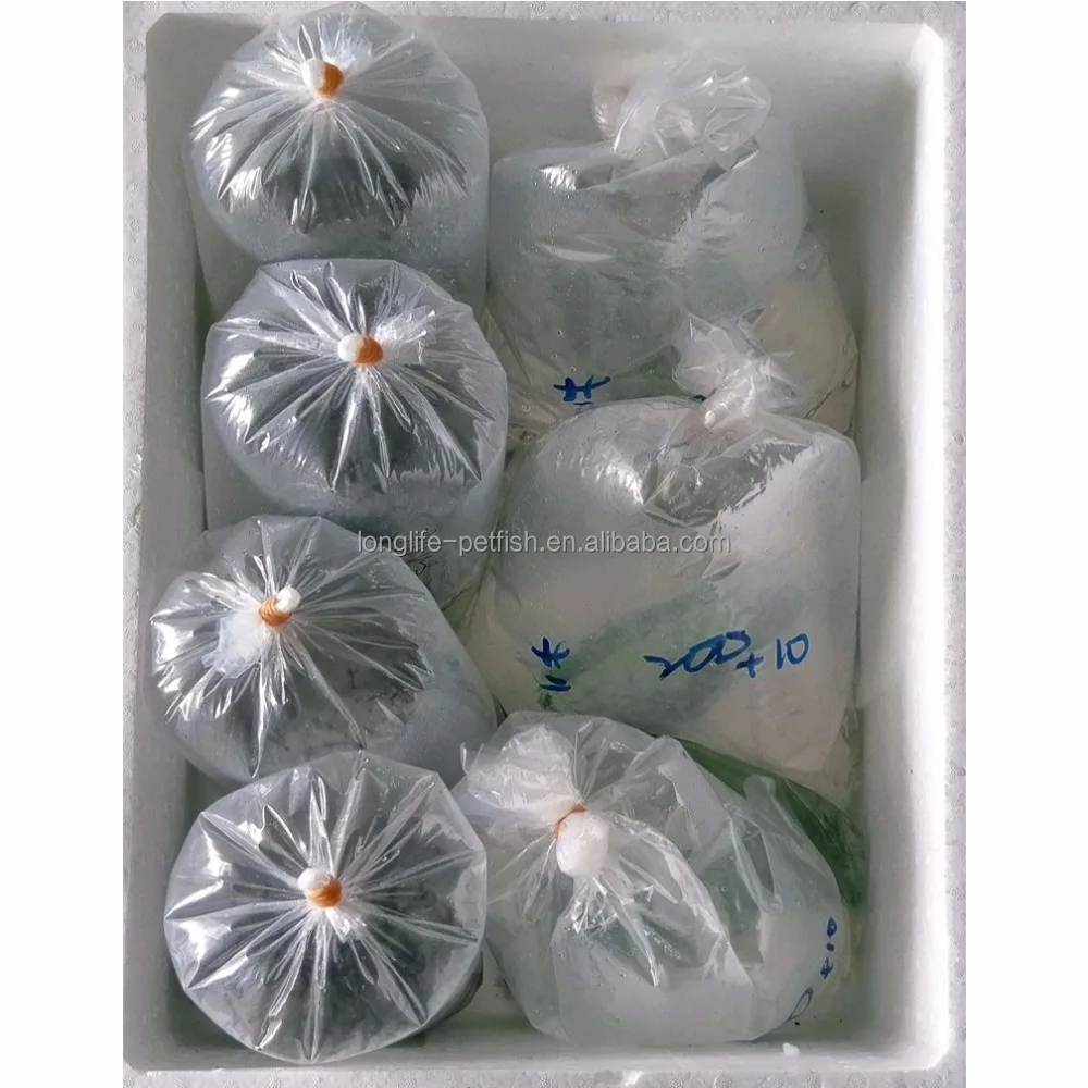 
Good Ornamental Benga Peacock From Lake Malawi 