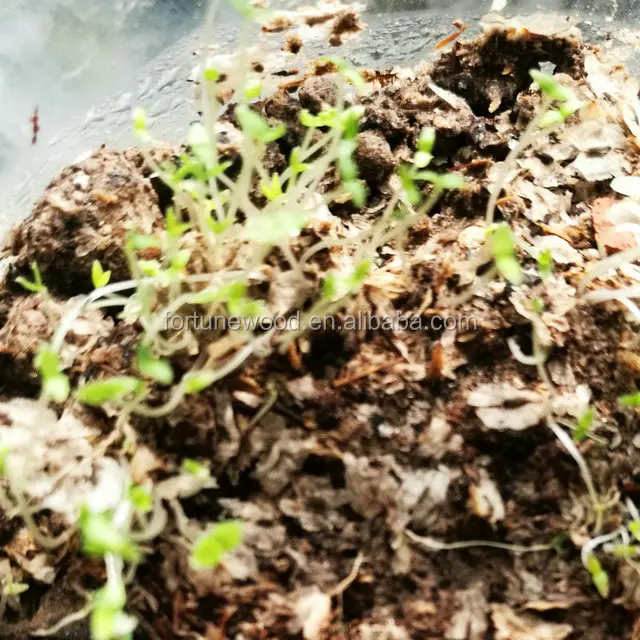  Китайская FTE корень павловнии Paotong