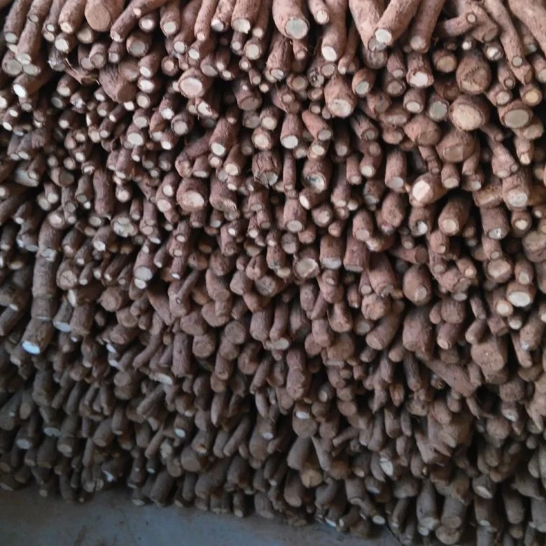 
new fresh fast grow paulownia hybrid 9503 root with phytosanitary certificate 