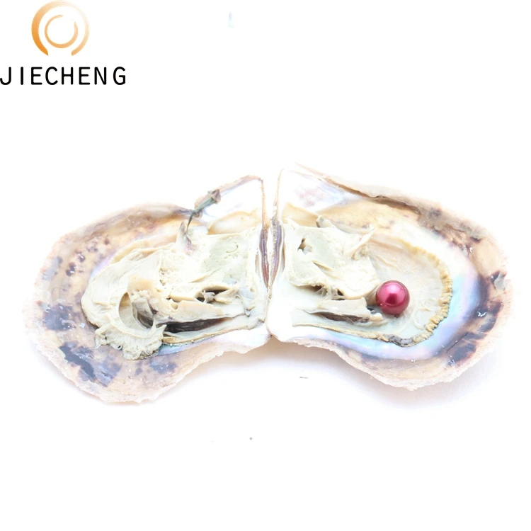 35 Dyed Akoya 6-8mm Freshwater Cultured Oysters With Akoya Pearls,Vacuum Packaged Oyster Perlas Wholesale