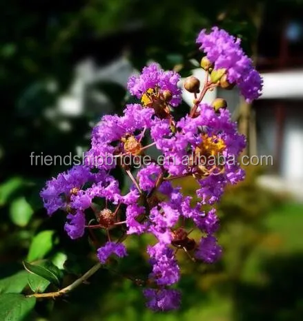 
lagerstroemia bonsai 