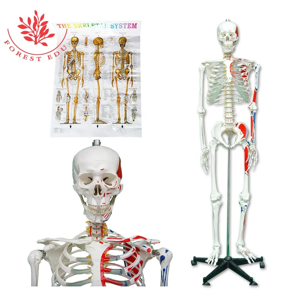 Модель скелета человека в натуральную величину из пластика с изображением мышц, происхождение и вставка