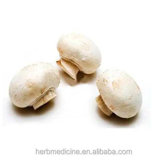 
Button Agaricus brunnescens Common cultivated mushroom Agaricus bisporus Lange Sing 